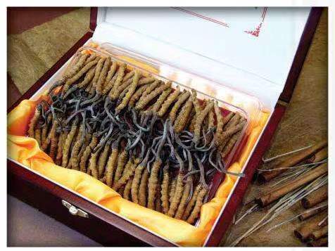 建水冬虫夏草回收